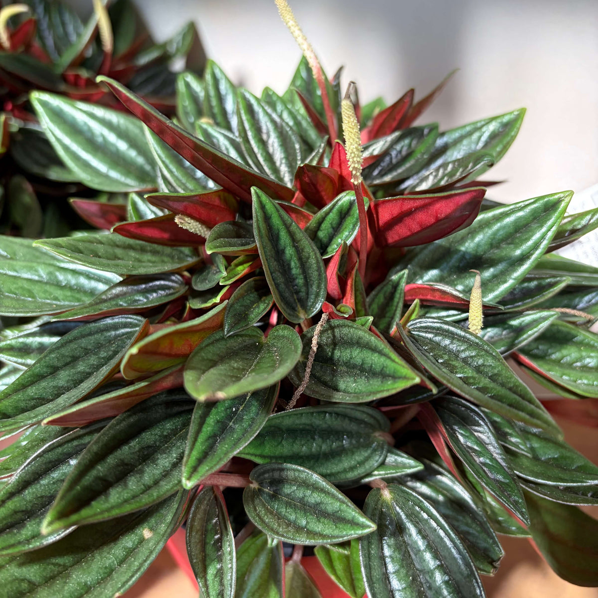 Peperomia Rosso Indoor Plant - Tolerates Low Light