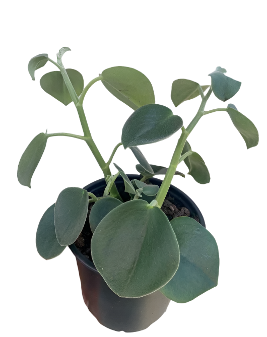 Peperomia incana