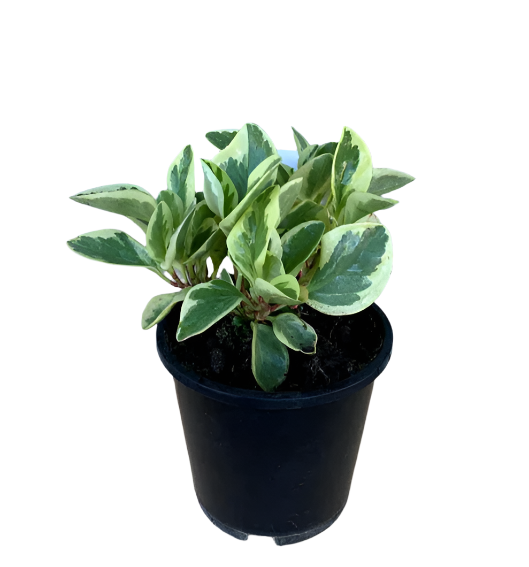 Peperomia obtusifolia 'Variegated'