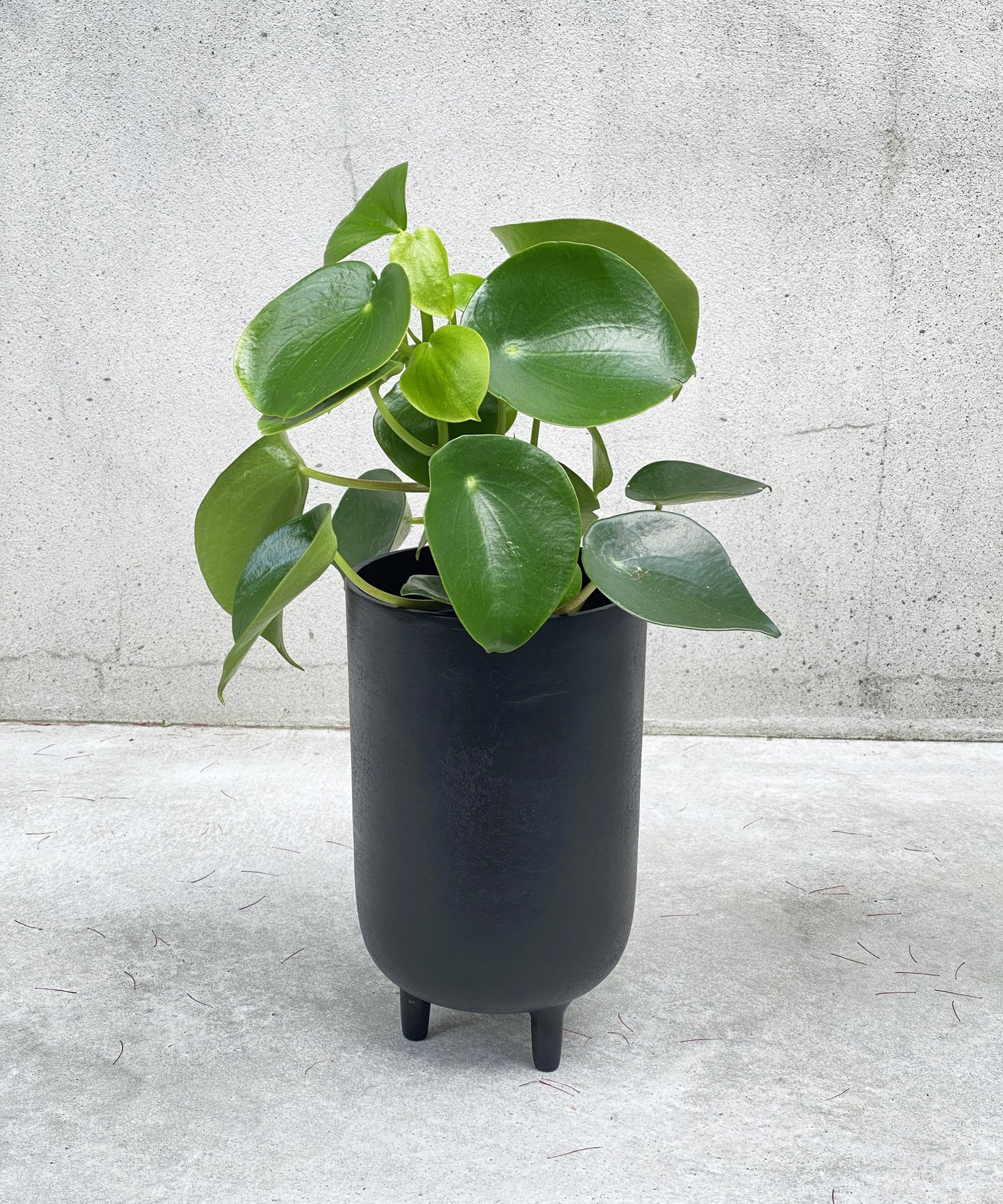 Peperomia polybotrya ‘raindrop’