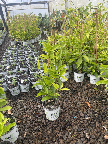 Petraea volubilis 'Snow Stars'