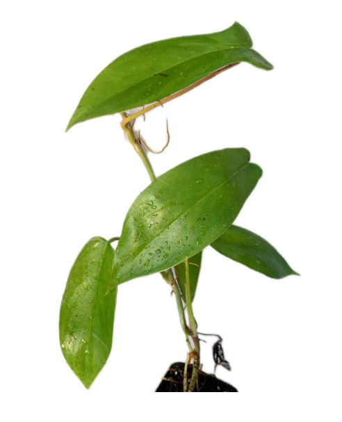 Philodendron 'Florida'