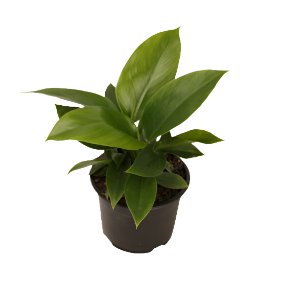 philodendron erubescens imperial green Philodendron erubescens 'Imperial Green' for sale – Jungle Story
