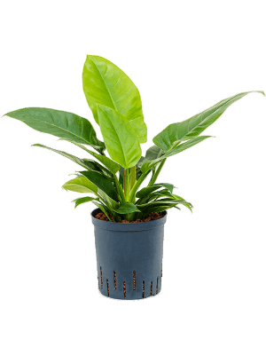 Philodendron 'Imperial Green'