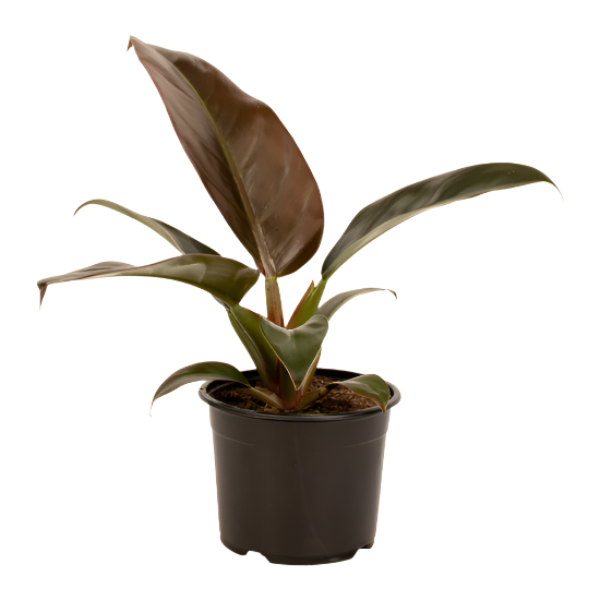 philodendron erubescens for sale Philodendron erubescens 'Imperial Red' for sale – Jungle Story