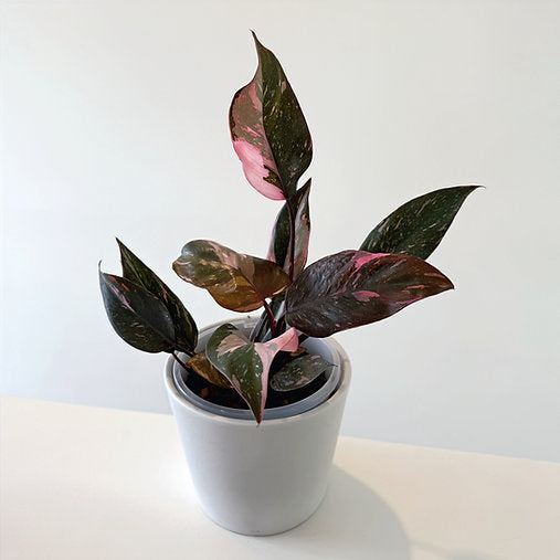 Philodendron 'Pink Princess' 14cm
