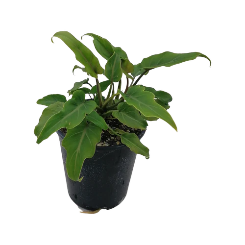 Philodendron 'Xanadu'