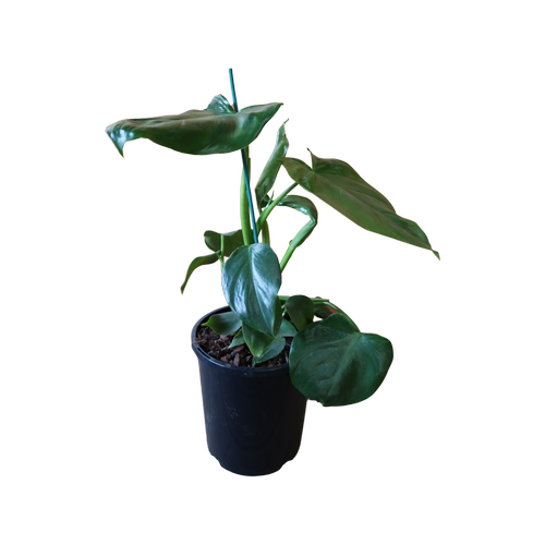 philodendron imbe for sale Philodendron 'Imbe' for sale – Jungle Story