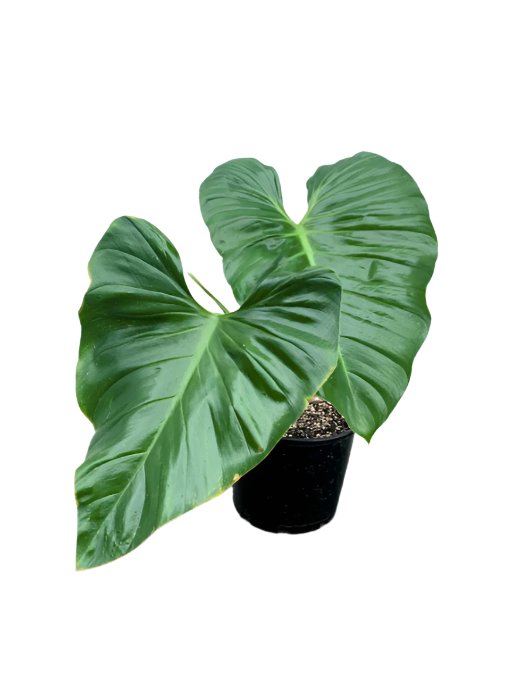 Philodendron 'Austentatious'