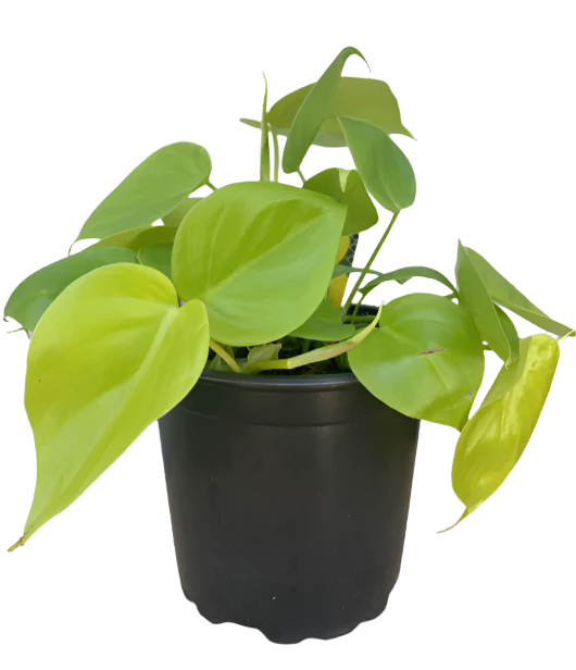 black philodendron and lemons Philodendron 'Lemon-Lime' – Jungle Story