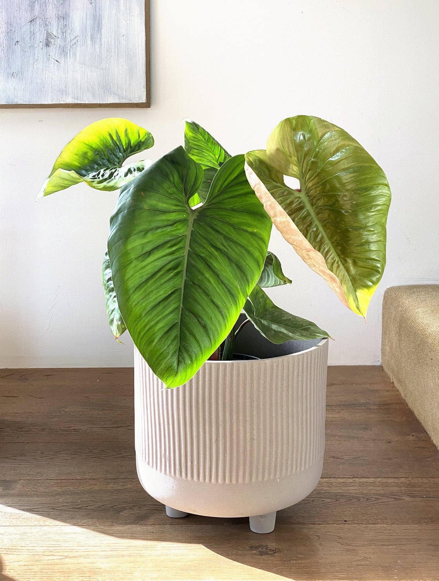 Philodendron sodiroi