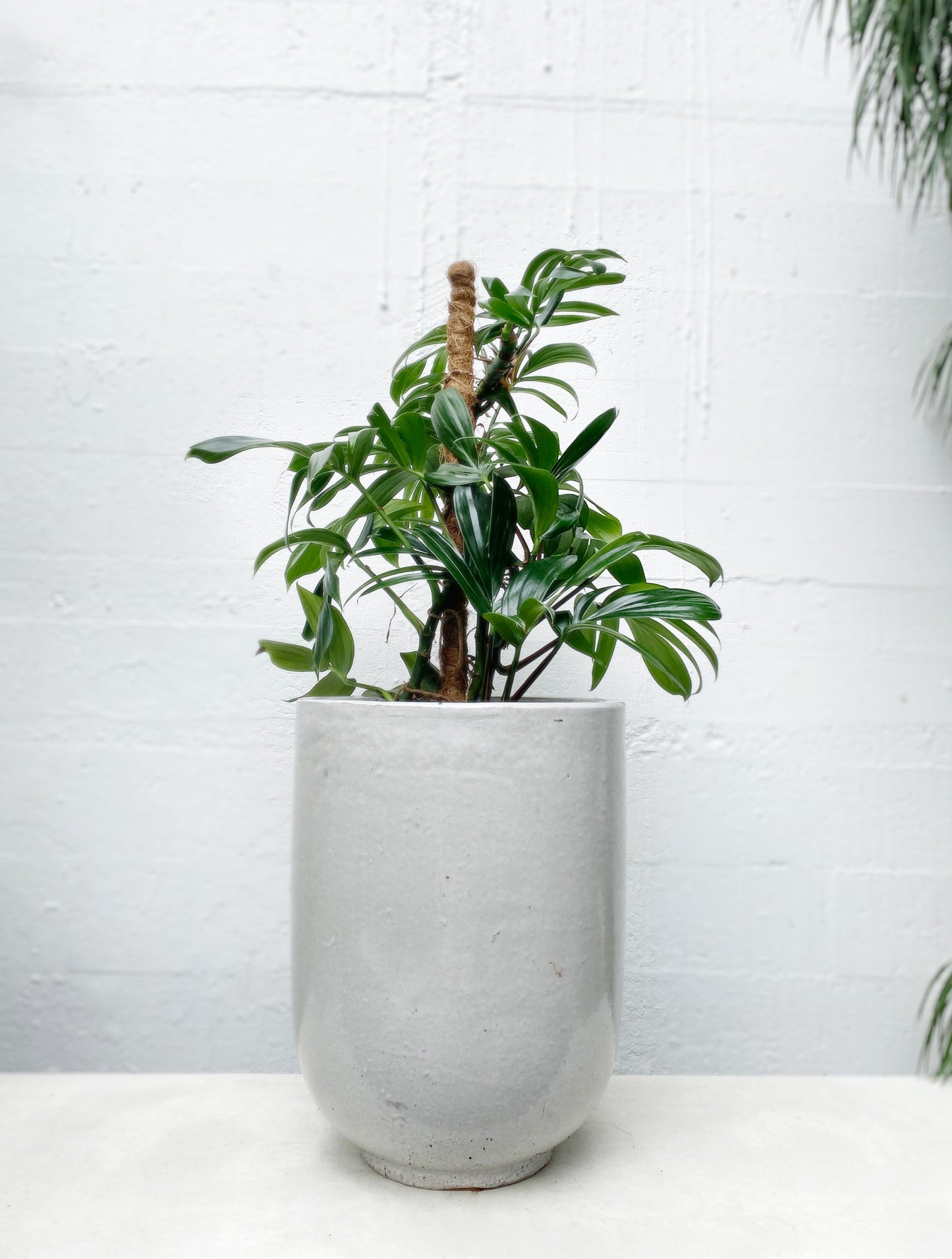 Pho Planter