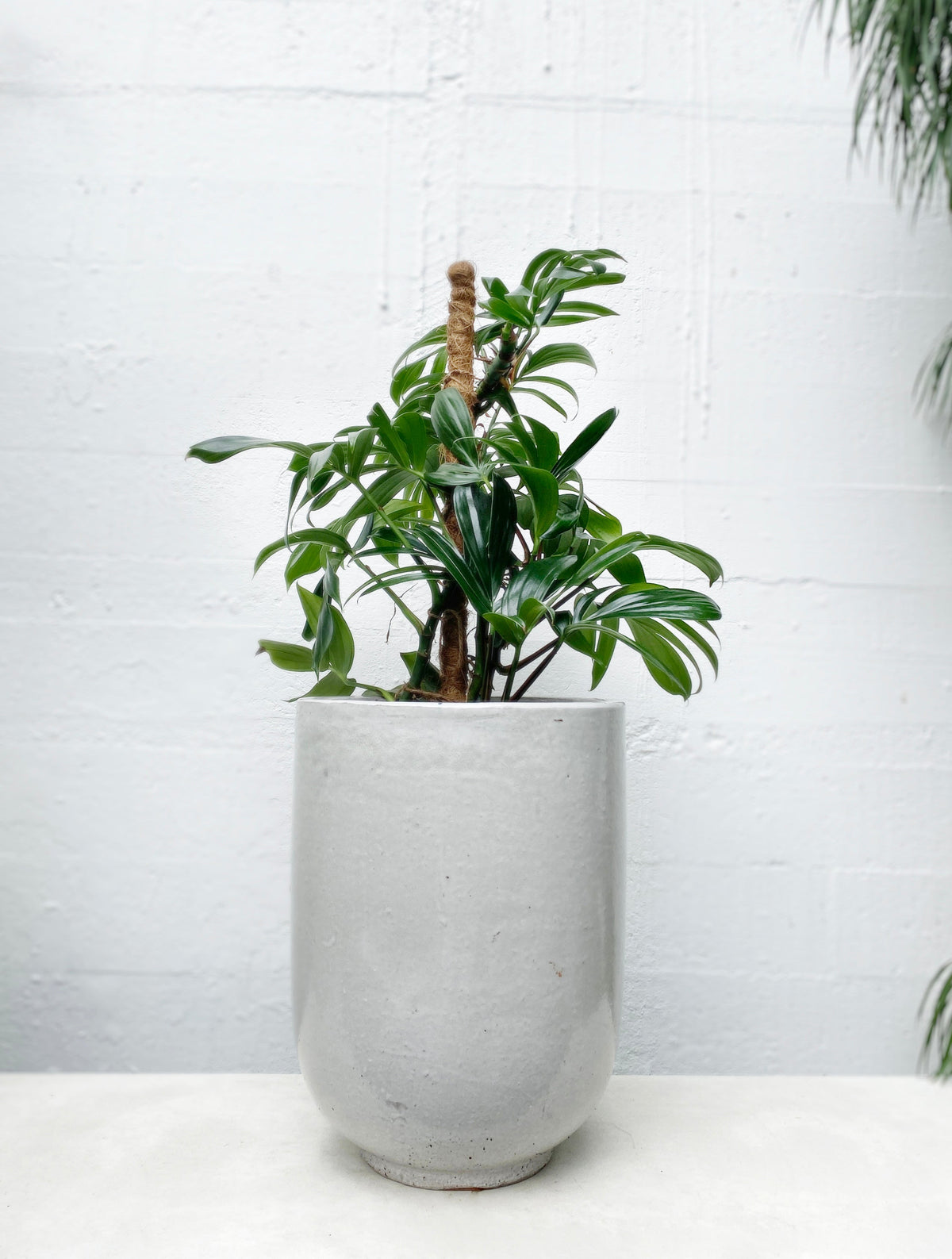Pho Planter