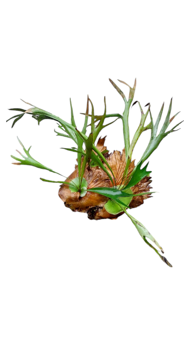 Staghorn Fern (Medium)