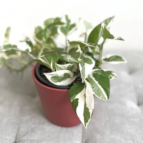 Epipremnum N’joy Pothos 12cm