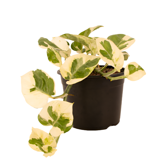 Epipremnum N'joy 12cm