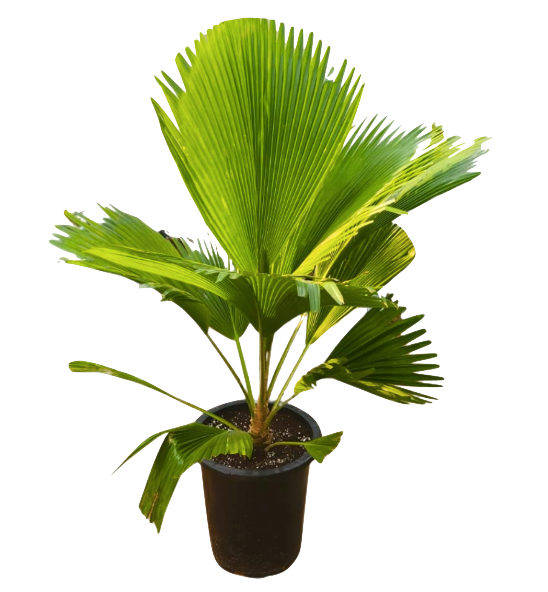 Hawaiian Moloka'i Fan Palm