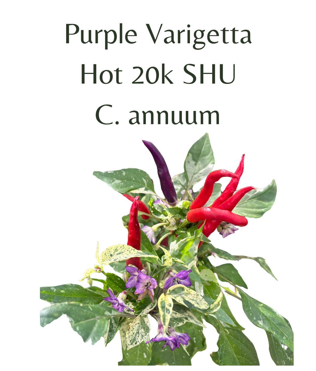 Purple_Varigetta_Chilli_Seeds_10_seeds