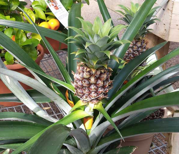 ?!label-Indicative photo