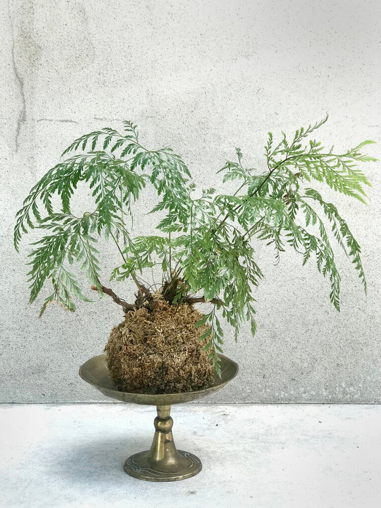 Kokedama: Rabbits Foot Fern | Davallia 'Tonga'