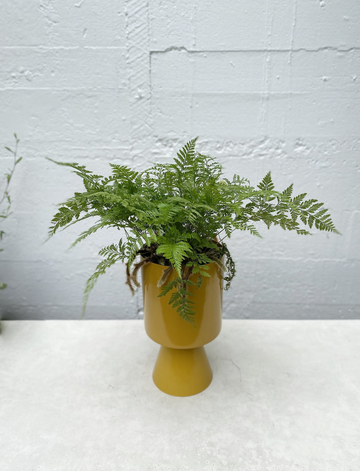 Davallia ‘Tonga' Rabbits foot fern
