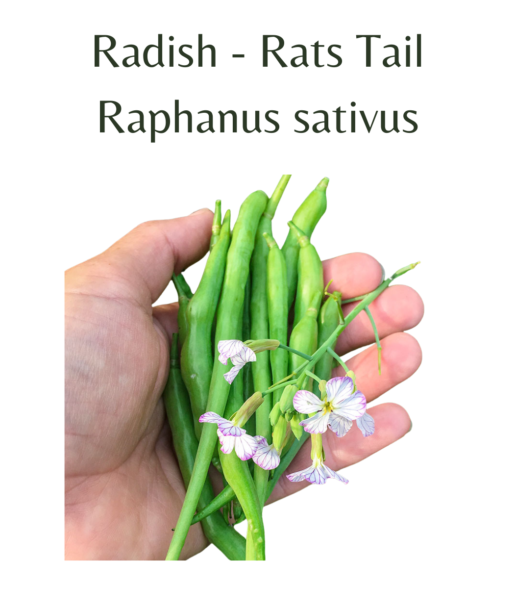 Radish_-_Rats_Tail_75_seeds
