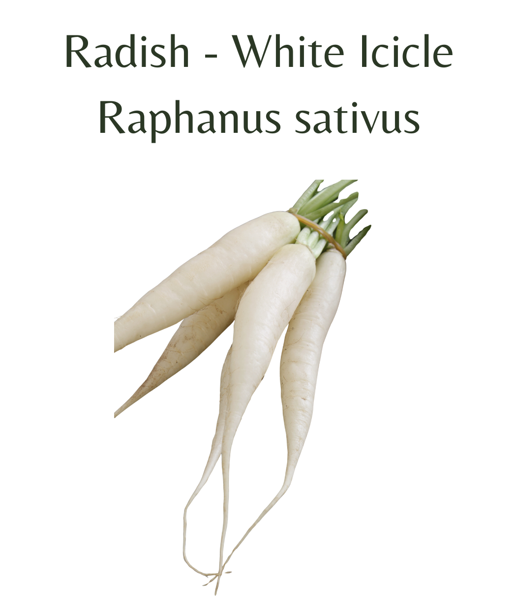 Radish_-_White_Icicle_250_seeds