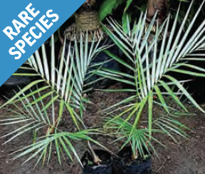 Ravenea glauca | Dwarf Majestic Palm