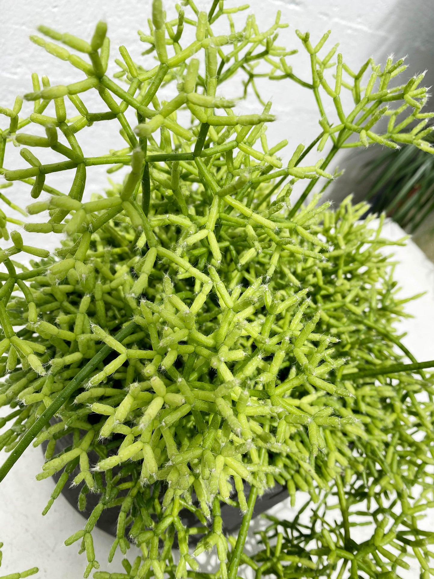 Rhipsalis cereuscula