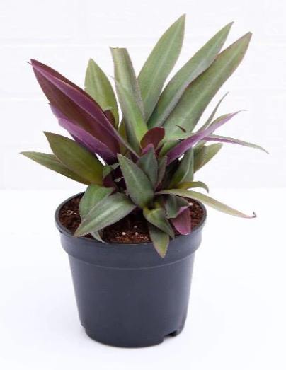 Rhoeo Discolour