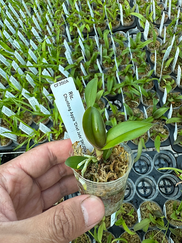Rhyncholaeliocattleya Chunfong Apple 'Chief Jade' SM/TOGA