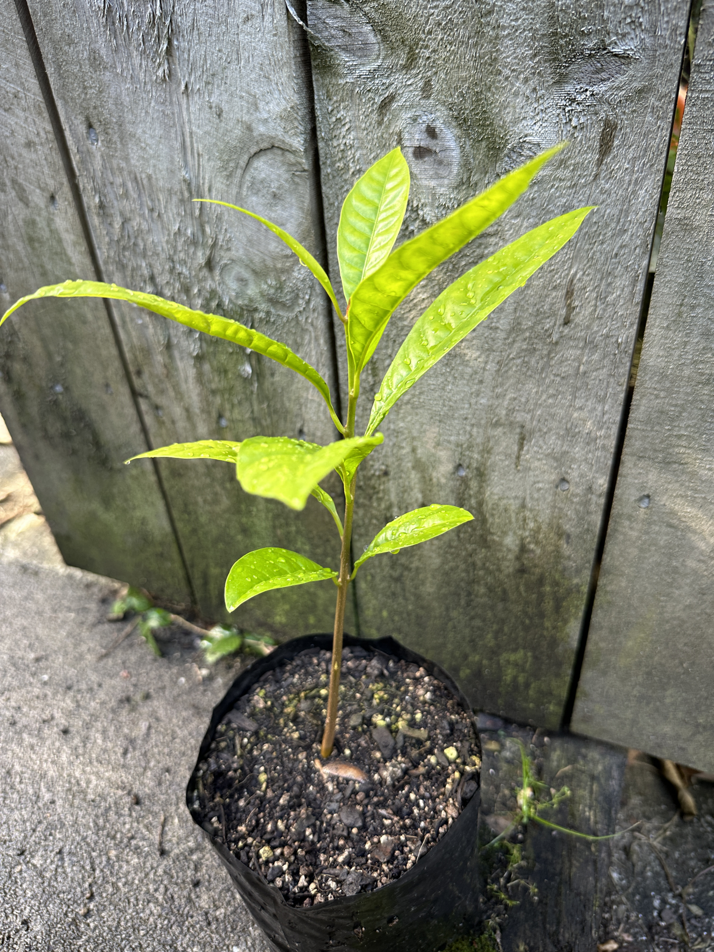 Ross Sapote, Canistel Seedling