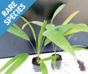 Sabal mauritiiformis | Savannah Palm