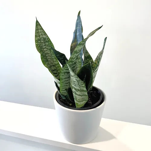 Snake Plant 'Hahnii'