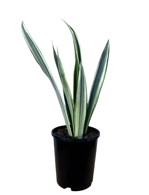 Snake Plant 'Bantel's Sensation'