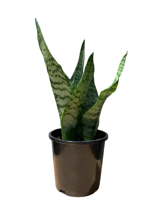 sansevieria trifasciata robusta Snake Plant Sansevieria trifasciata 'Robusta' – Jungle Story
