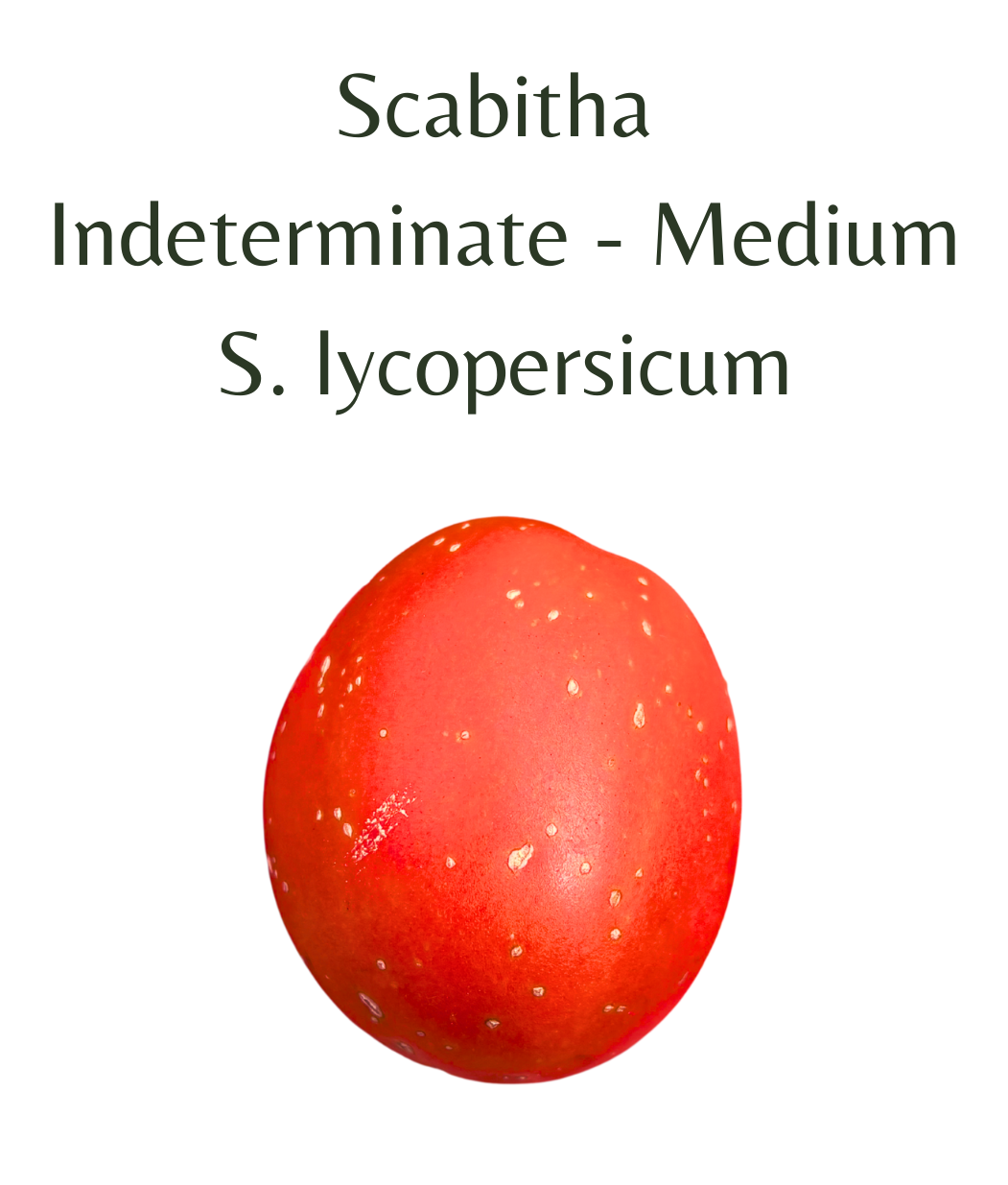 Scabitha_Tomato_10_seeds