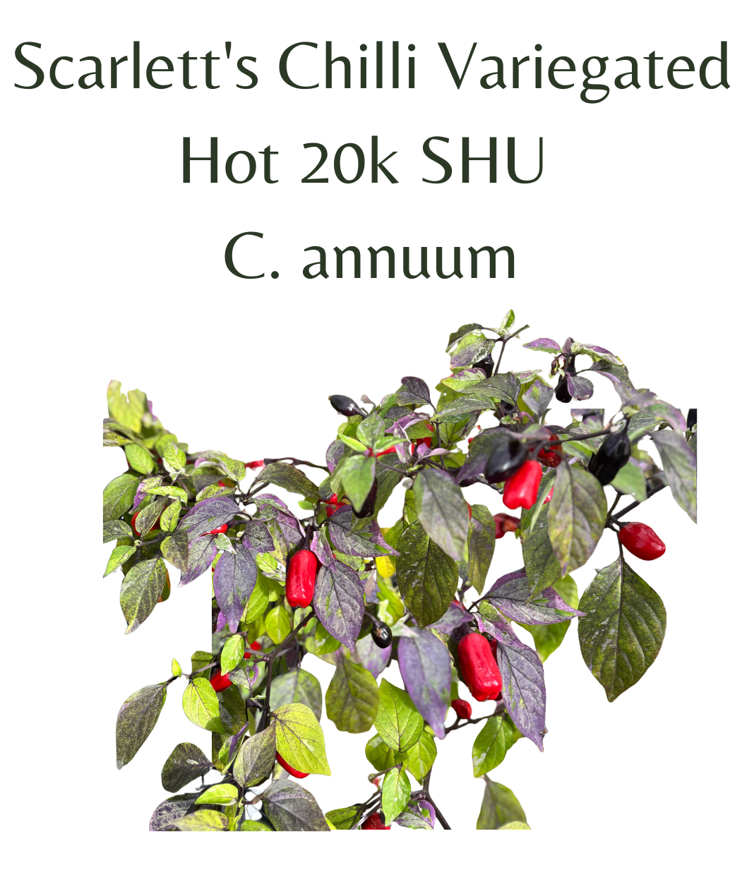Scarletts_Chilli_Variegated_Chilli_Seeds_10_seeds