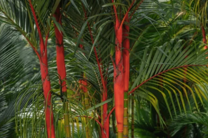 लिपस्टिक पाम<br> <i>सिर्टोस्टैचिस रेंडा</i>
