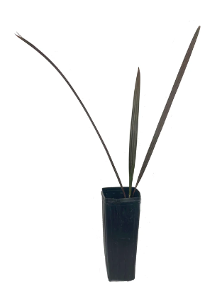 Cuban Wax Palm