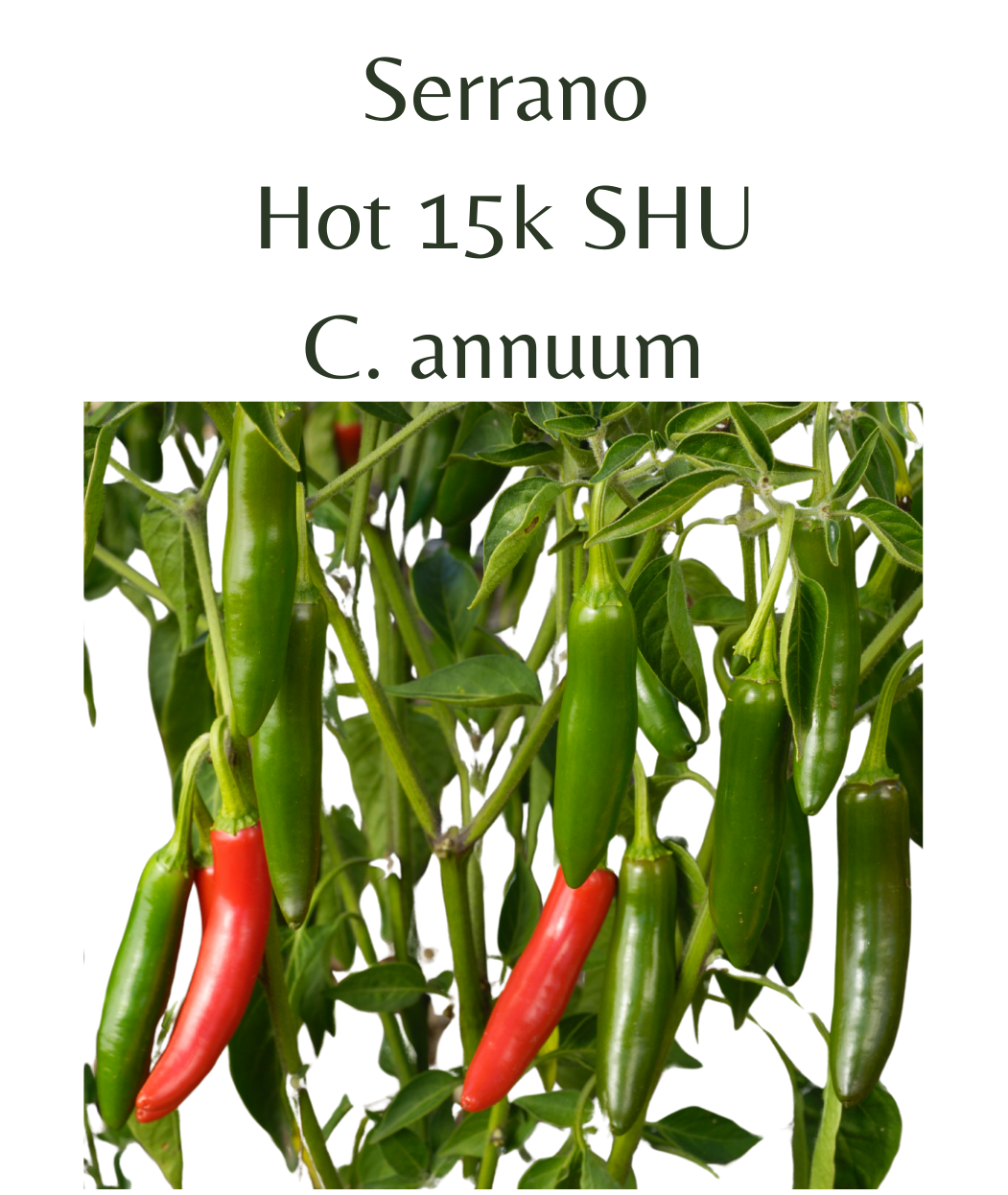 Serrano Chilli Seeds (10 seeds) - Rasmussen Gardens