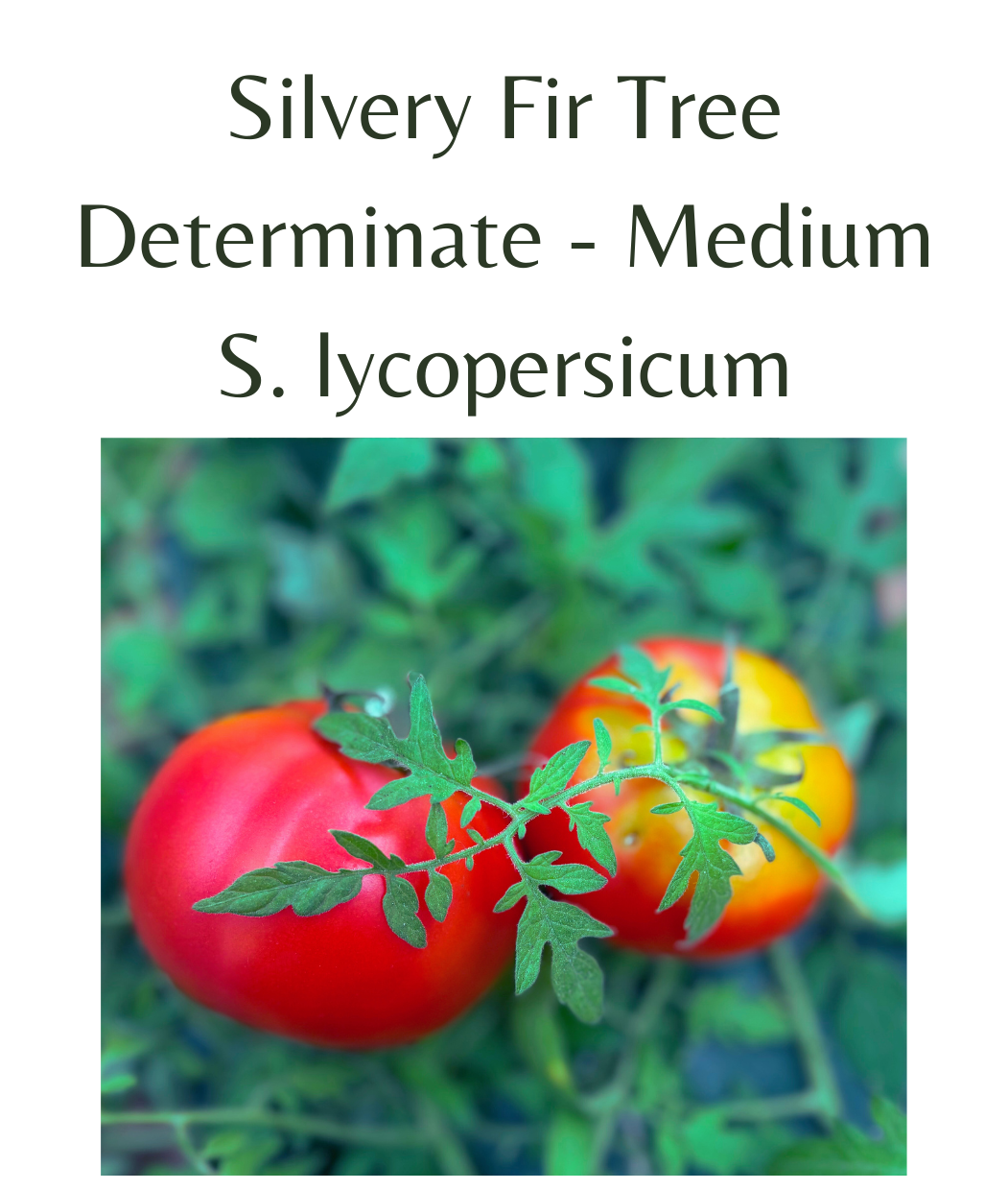Silvery_Fir_Tree_Tomato_10_seeds