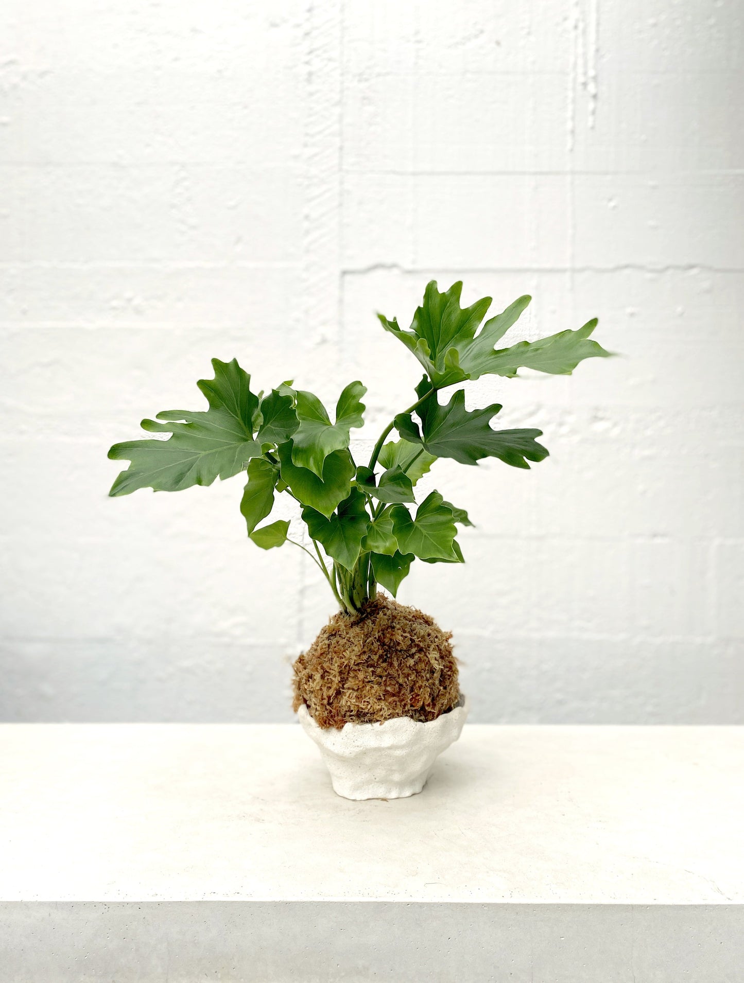 Kokedama: Philodendron 'Hope'