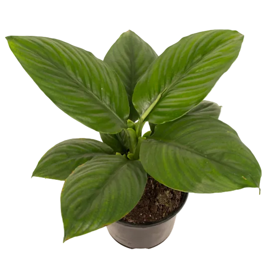 Spathiphyllum 'Dwarf Sensation' 14cm