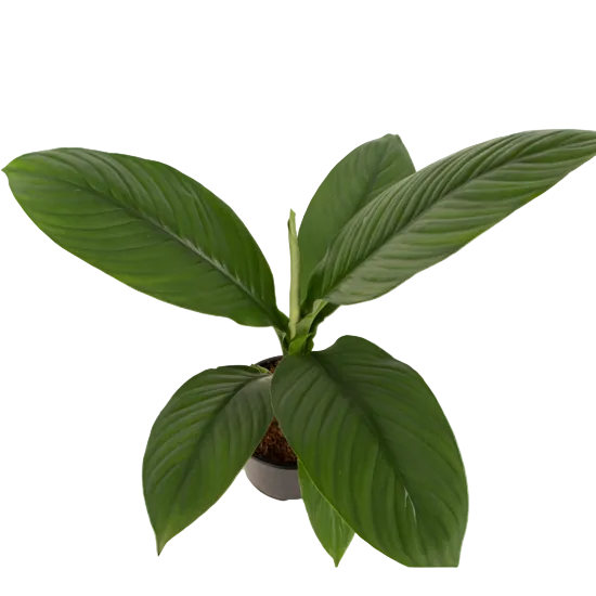Spathiphyllum 'Sensation' 14cm