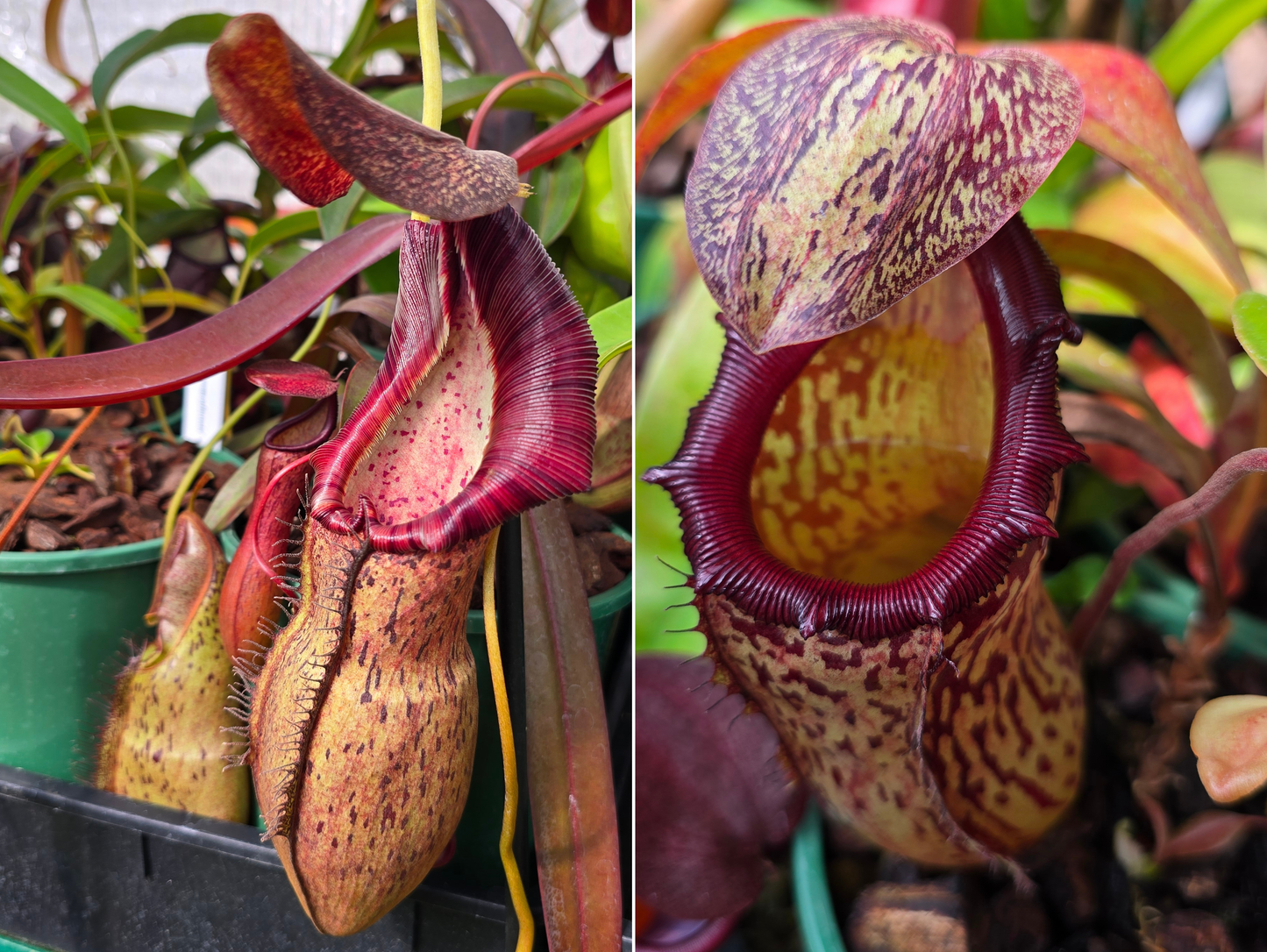 SEED - Nepenthes (spathulata x spectabilis) x 'Red Leopard' - Intermediate Tropical Pitcher Plant - 1 Pod Per Packet