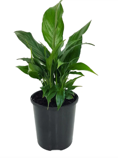 giant peace lily nz Peace Lily – Jungle Story
