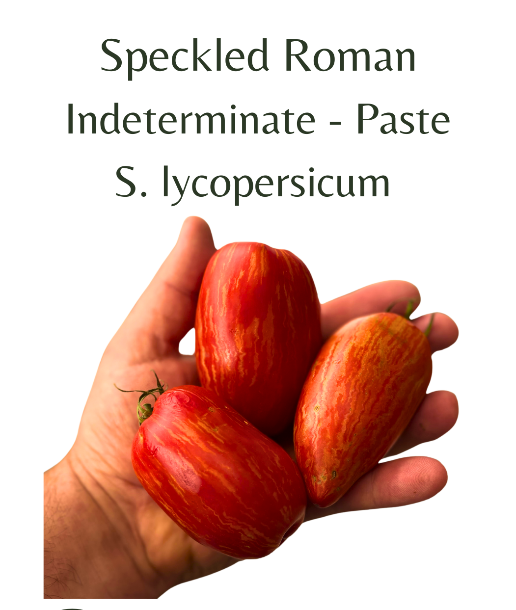 Speckled_Roman_Tomato_10_seeds