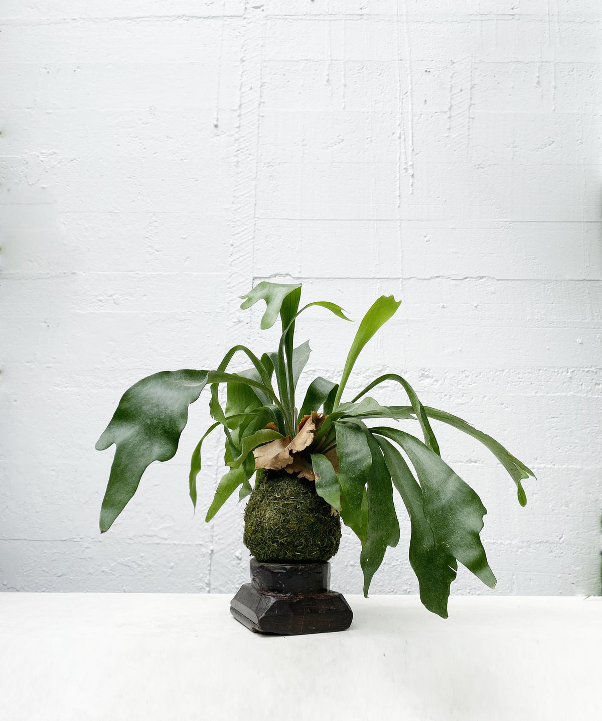 Platycerium Netherlands - Staghorn