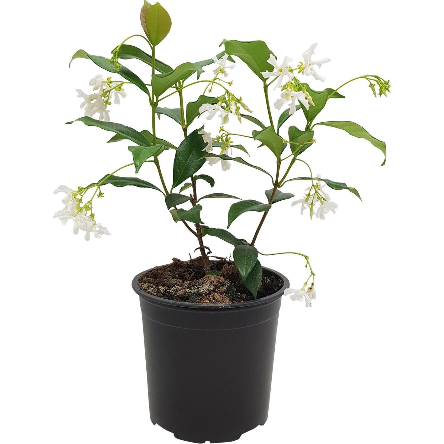 Star Jasmine | Trachelospermum jasminoides 2ltr